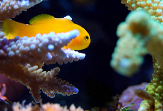a juvenile reef fish taking refuge in staghorn coral. credit - marcelokato / Pixabay