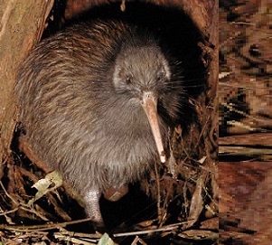 North Island Brown Kiwi, New Zealand. Credit - Maungatautari Ecological Island Trust 