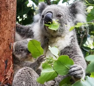 Climate change and biodiversity loss are now often referred to as the ‘twin crises’ facing the global financial system. Photograph: Lisa Maree Williams/Getty Images