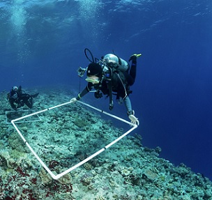 Scientists of the Living Oceans Foundation surveying corals of the Great Barrier Reef, Australia. Credit - KSLOF