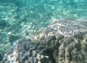 COVID-19 crisis allows Kahalu'u Bay marine life to rest