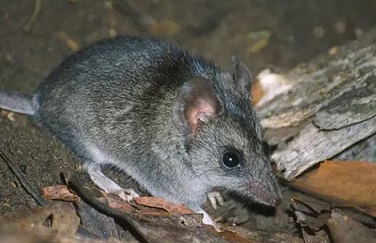 The Kangaroo Island dunnart is among 113 species that need assistance after the bushfires, a government-convened expert panel says. Photograph: Natural Resources Kangaroo Island