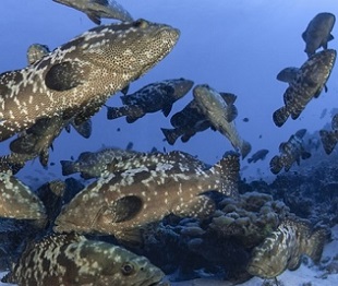Spawning Kawaka (grouper) in Fiji. Photo: Paul McKenzie - 4FJ
