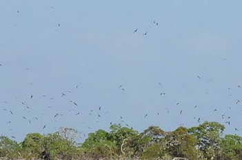 Invasive Species Threaten Globally Important Seabirds in Kiribati. Credit - Ray Pierce