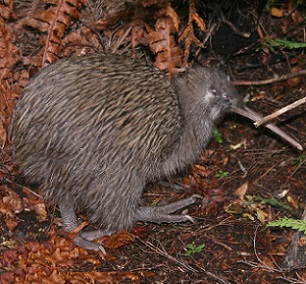 New Zealand Kiwi. Credit - wikipedia.com