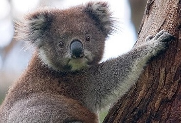 koala bear climbing. creative commons