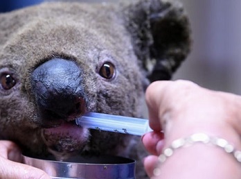 A koala bear being fed. Photo - AFP