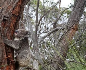 WWF-Australia says the proposal to allow landholders to clear up to 25 metres from their fence line will fragment forests and make it even harder for koalas to get around. Photograph: Lisa Maree Williams/Getty Images