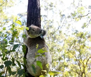 The NSW forestry agency is accused of illegally logging trees in protected areas, including koala habitat. Photograph: Lisa Maree Williams/Getty Images