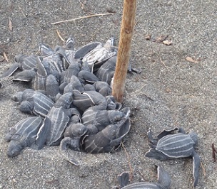 Hatchlings emerge from a relocated nest. Scientists estimate only one in 500 to 1,000 hatchlings will survive to adulthood and reproduce. Image courtesy of Deasy Lontoh.