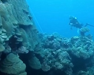 Record-sized coral colony has been found in American Samoa. Credit - NOAA