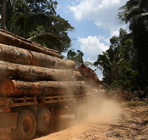 A truck is seen loaded with logs cut from the Bom Retiro deforestation area on the right side of the BR 319 highway near Humaita, Amazonas state, Brazil September 20, 2019. Picture taken September 20, 2019. REUTERS/Bruno Kelly