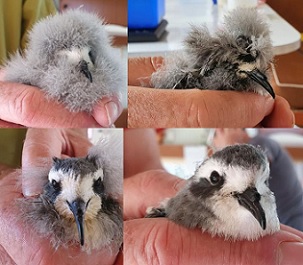 White-faced storm petrel chicks, from very downy to adult plumage. Photo: RNZ / Alison Ballance