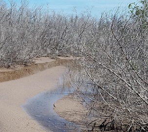 A research study led by East Carolina University assistant professor David Lagomasino studied potential reasons for mangrove forest dieback in Florida after Hurricane Irma in 2017. His findings could have implications for how other states, like North Carolina, manage the coast to prepare for extreme weather events. Credit: David Lagomasino/ECU