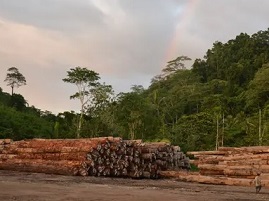 Evidence of logging at the Pohowa project on Manus Island, Papua New Guinea. Photograph: Ed Davey / Global Witness