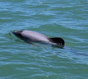 Māui dolphin. Photo: DOC