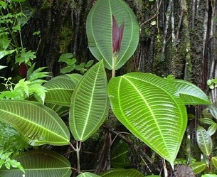 Miconia calvescens, one the world worst invasive species. source - Wikipedia