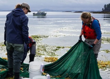 Researchers collect marine organisms from Goose Island as part of a larger project studying the biodiversity along British Columbia’s central coast. Photo - Ocean Networks Canada