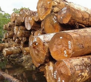 MUP Gov’t penalizes two logging firms. Credit - www.solomonstarnews.com