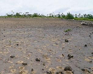 A bare mangrove swamp to be restored in Popua. 27 January 2021. Credit - https://matangitonga.to/