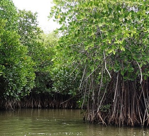 A mangrove forest in Tamilnadu, India. A new study reports that tropical storms can raise nutrient levels in coastal waters, thus improving mangrove health. Credit: Shankaran Murugan, https://commons.wikimedia.org/wiki/File:Mangrove_Forest_in_Pichavaram,_Tamilnadu,_India_-_panoramio_(1).jpg), CC BY 3.0 (https://creativecommons.org/licenses/by/3.0/deed.en)