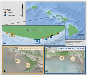 Non-native mangroves on Hawaii's Moloka'i Island provide beneficial ecosystem services. Credit - DOI: 10.1111/1365-2664.14028  