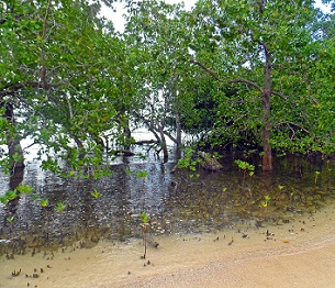 Mangroves, North Efate, Vanuatu. Credit - V. Jungblut