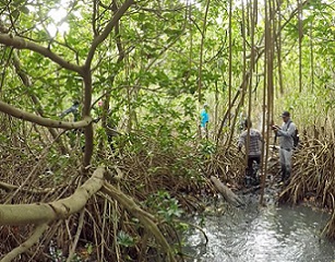 Mangroves with dense roots trap mud more effectively. Credit: Barend van Maanen