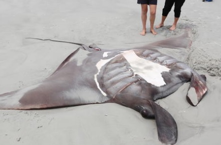 A Manta Ray that washed up on Rawara Beach in the Far North. Photo: Supplied