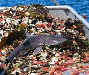 Sharks can still be caught as bycatch. Credit - Getty Images