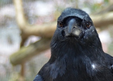 Clint, the only Mariana crow living outside of Rota in the Mariana Islands, at the Smithsonian Conservation Biology Institute in 2013.