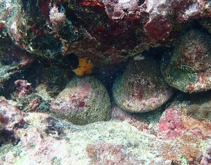 trio of trochus sea snail under a ledge in a Samoan coral reef. Credit - Steven Purcell