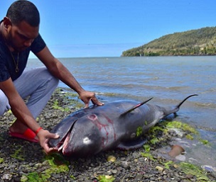 An unidentified man looks at the carcass of a dolphin that died and was washed up on shore at the Grand Sable, Mauritius, on August 26, 2020.  Credit - STRINGER / REUTERS