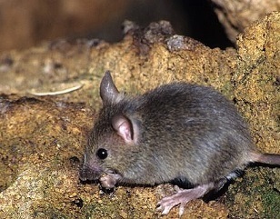 Eastern House Mouse (Mus musculus). Credit - Vladimír Motyčka