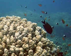 “NASA” Developed A Video Game To Study Coral Reefs And Human Threats To It: See Who Can Play It?