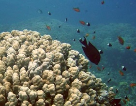 Coral reefs. Credit - NASA