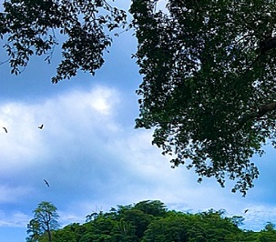 Canopy trail view in Falealupo (Photo: Lumax Pictures)