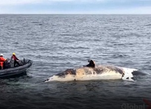 North Atlantic right whale classified one class away from extinction. Source - https://globalnews.ca/