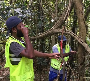 Upon completion of the inventory, the DoF will submit Vanuatu’s Forest Reference Level (FRL) to UNFCCC for technical review later this year. Photo: Vanuatu DoF