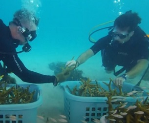 Hundreds of coral reefs planted as part of Super Bowl restoration effort. Credit - https://www.wtsp.com/