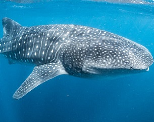 Whale shark (Ningaloo Reef) © Shutterstock.com/Lewis Burnett