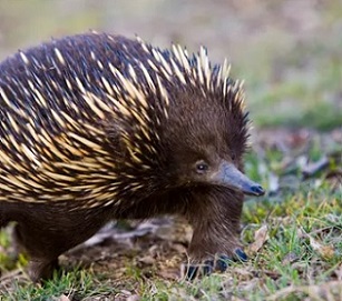 Ground-dwelling animals including echidnas have drowned in their burrows amid the NSW floods. Photograph: Lisa Mckelvie/Getty Images