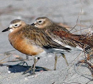 The Endangered New Zealand Dotterel is one of the many species that was set to benefit by restoring Ahuahu or Great Mercury Island. Credit: Bernard Spragg
