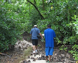 Namdrik Atoll mangroves. Credit - V. Jungblut