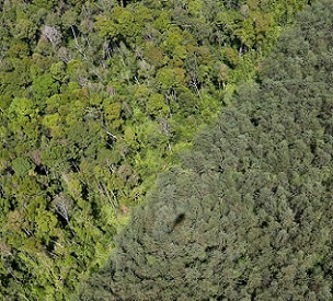 Natural forest and an acacia plantation on the island of Sumatra. Image by Rhett A. Butler/Mongabay.