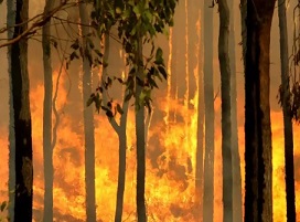 A group of Australian scientists say there is ‘compelling evidence’ that logging native forests exacerbates fire and likely contributed to the country’s catastrophic summer bushfires. Photograph: Torsten Blackwood/AFP/Getty Images