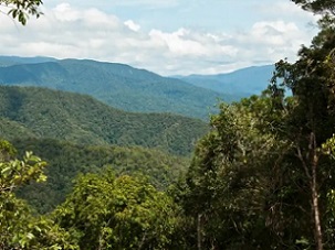 Tamarau mountains in New Guinea, one of the few places left where the rainforest is unbroken as far as the eye can see. Photograph: William J Baker/RBG Kew