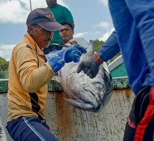 Workers in Palau unload a catch of yellowfin and bigeye tuna from the country's only longline fishing vessel. Photo: Richard Brooks.