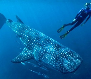 Researchers gather in Exmouth of the 2019 Whale Shark Conference.(Supplied: AIMS/Wayne Osborn)