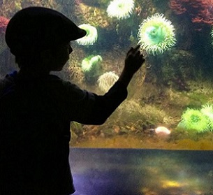 Children discover ocean life at the Smithsonian National Zoo's invertebrates exhibit in Washington, DC. Credit - NOS/NOAA.